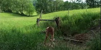 Girl farmed out