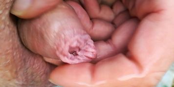 my 0 inch cock piss and i plays in close-up with pee, foreskin & glans