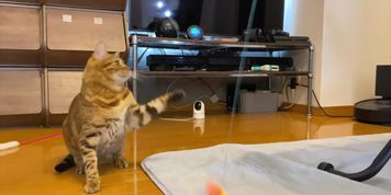 gets very excited when her favorite toy is brought out ........ (Catherine Parris, Rae Lil Black)