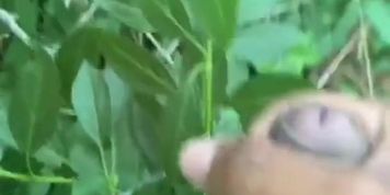 pissing and then jerking off in the woods