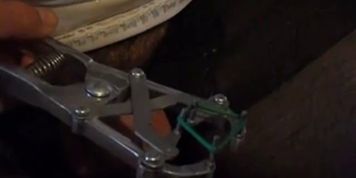 Castration elastrator banding my balls
