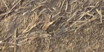 Country Girl Pees in Field during 4 Wheeler Ride