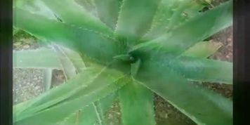 aloe