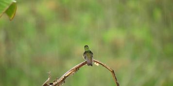 Listen to this peaceful mind relaxing while watching sound .Rain sound. (Eden Ivy)