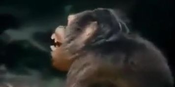 Fucking in the jungle
