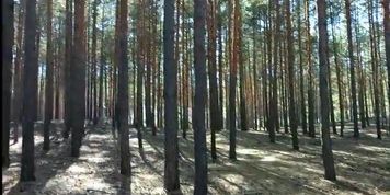 Hairy MILF SexyAnka Fucks Stepson in Forest - Dirty Talk & Blowjob