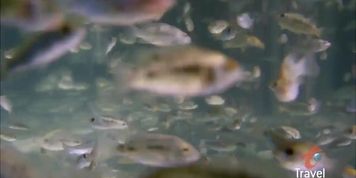 fish pedi tickle