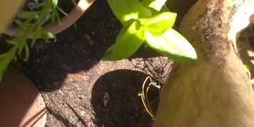Girl Outside in Garden Cleans Dirty Self up Squirts Shorts Garden Hose