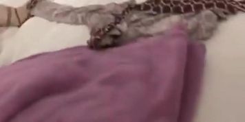 L[P[P