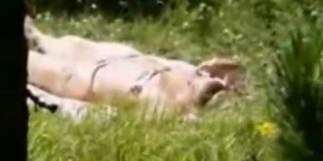 Hot teen caught masturbating outdoor by a peeper - video 1