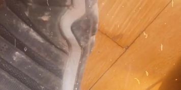 Selling my trainers for you sneaker lovers x by mollyspoilme from OnlyFans | Coomer