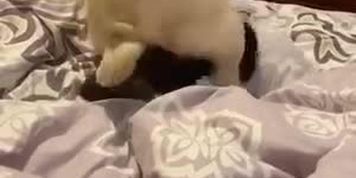 My dog and cat DO NOT jack off to this please