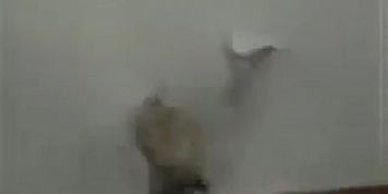 Catfight Quisha v Tracy