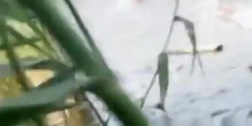 The pair having sex in the water in the pond.