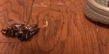 Crush bug inside crocs (Gina Carano)