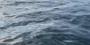 Slutty Surfer