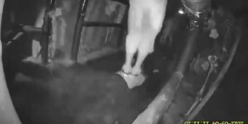 Human carpet trample in haunted house