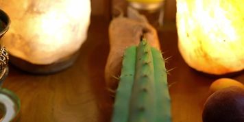 Sweet Potato Vagina Fucking the Pain Away with a Cactus