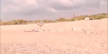 Dogging at the beach