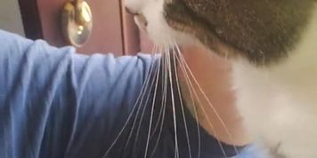 Watch me pet the KITTY SFW (Milla Vincent)
