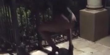 Outside twerk