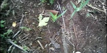 SixPack Piss Wednesday 12th ANGLE 5
