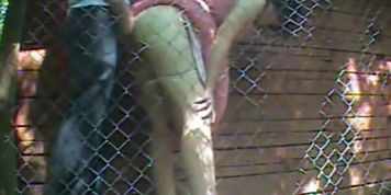 voyeured couple - outdoor fucking