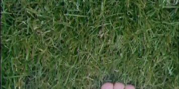 Sexy young feet playing in the grass
