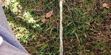 Backyard Pissing Sitting Down (Hot Pearl)